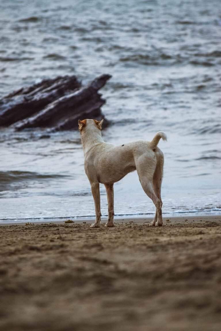 Perro en la orilla de una playa