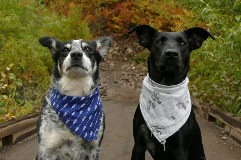 Dos perros juntos vistos desde arriba