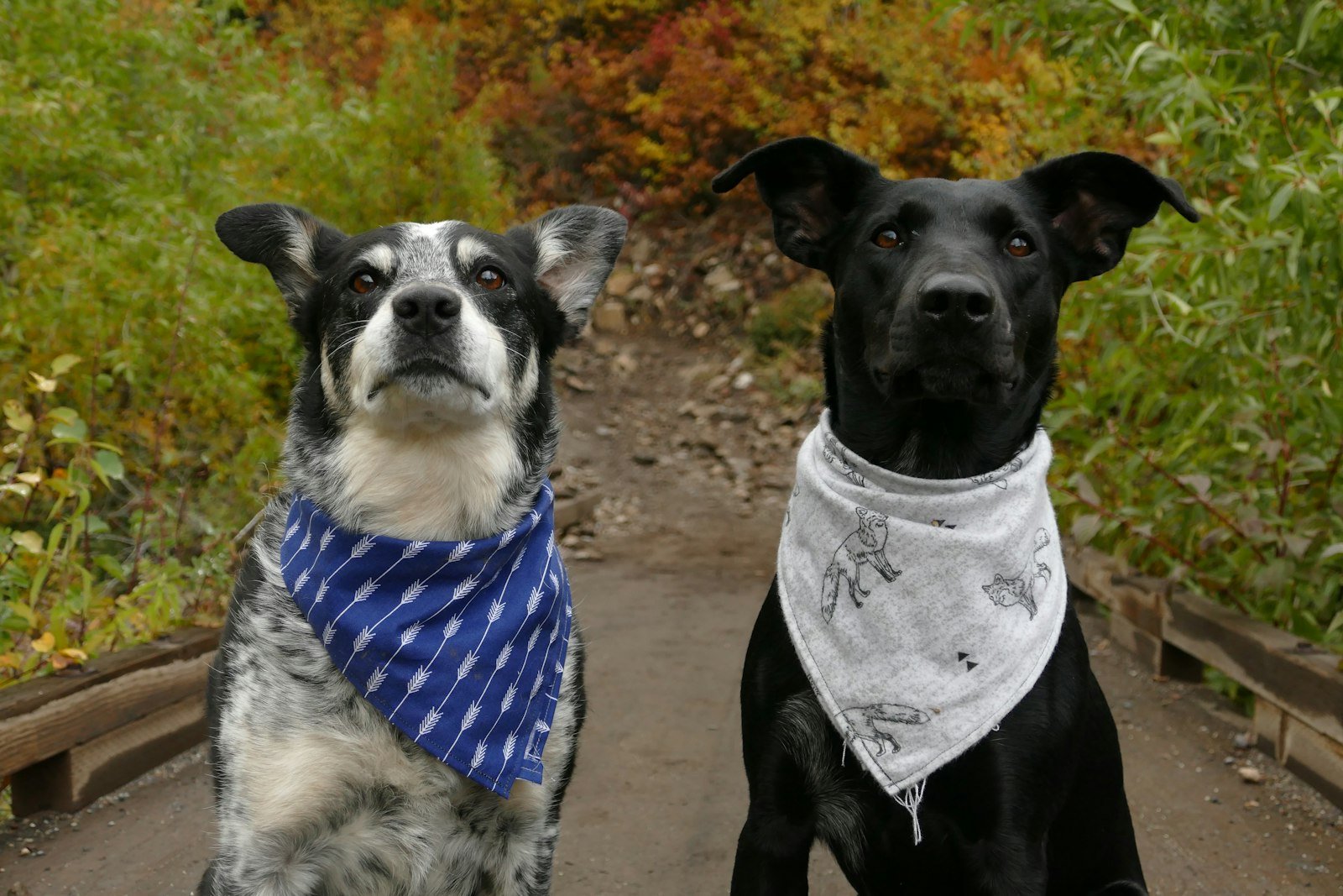 Dos perros juntos vistos desde arriba