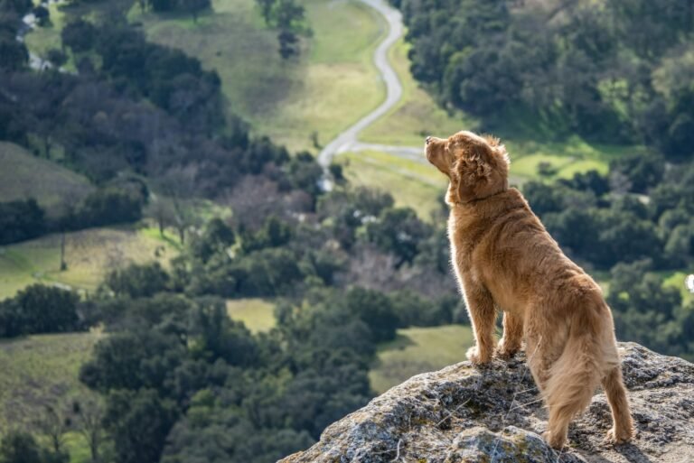 Perro en una ladera con vistas al valle