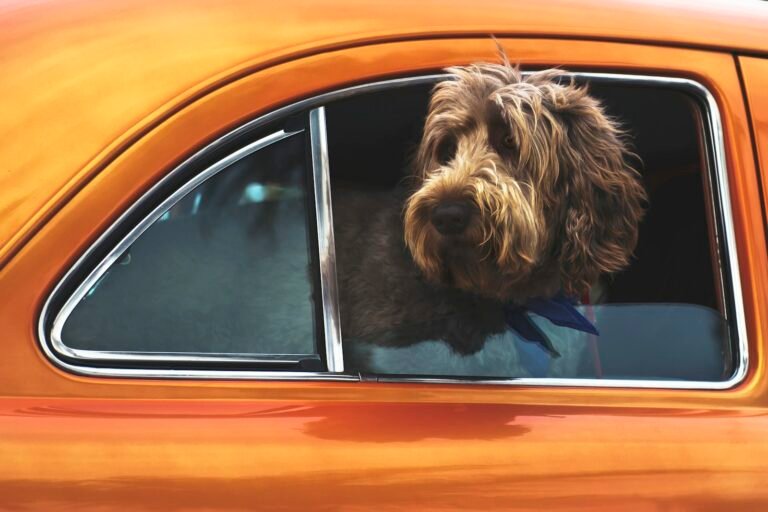 Perro mirando por la ventanilla durante un viaje