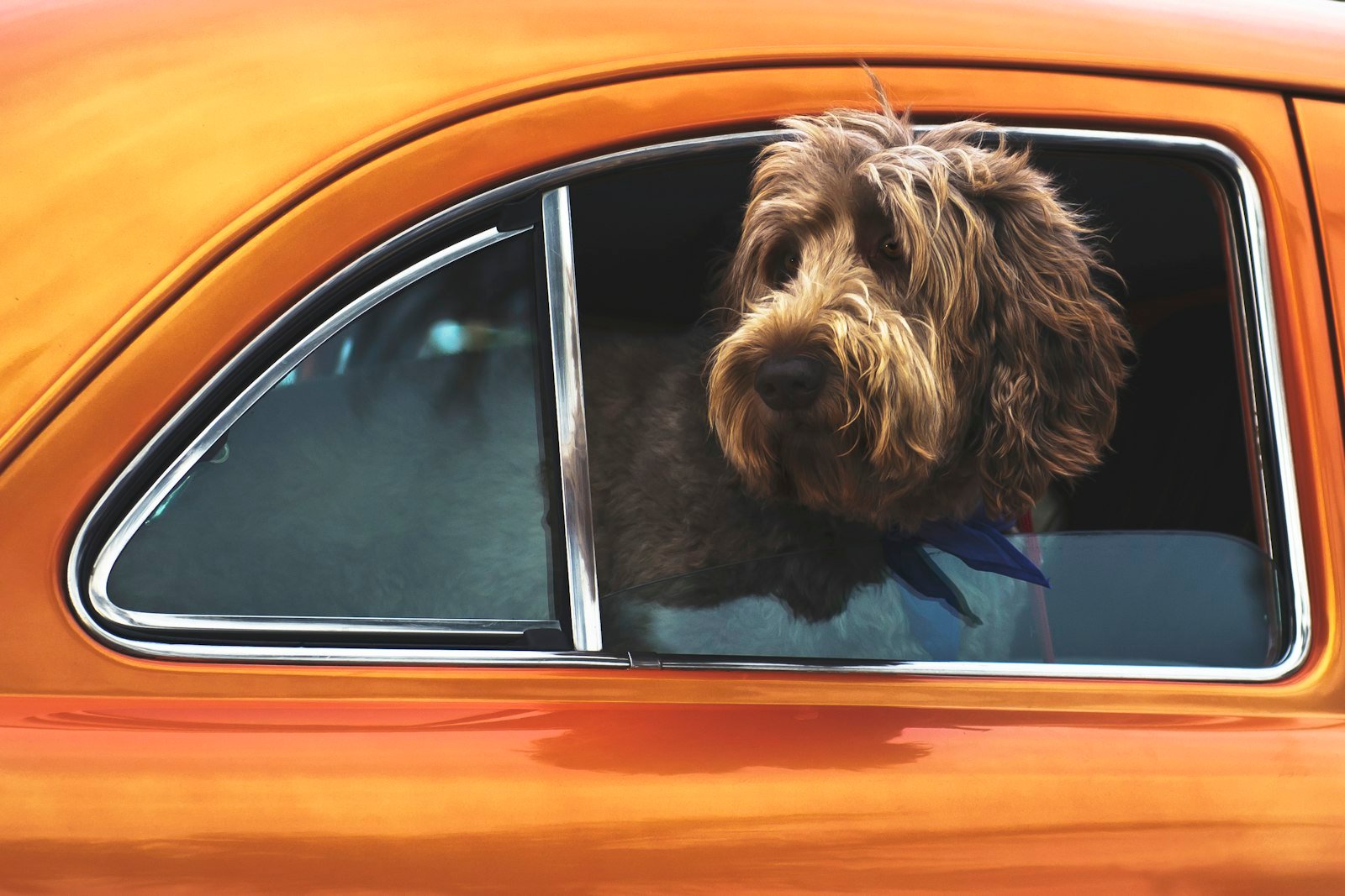 Perro mirando por la ventanilla durante un viaje
