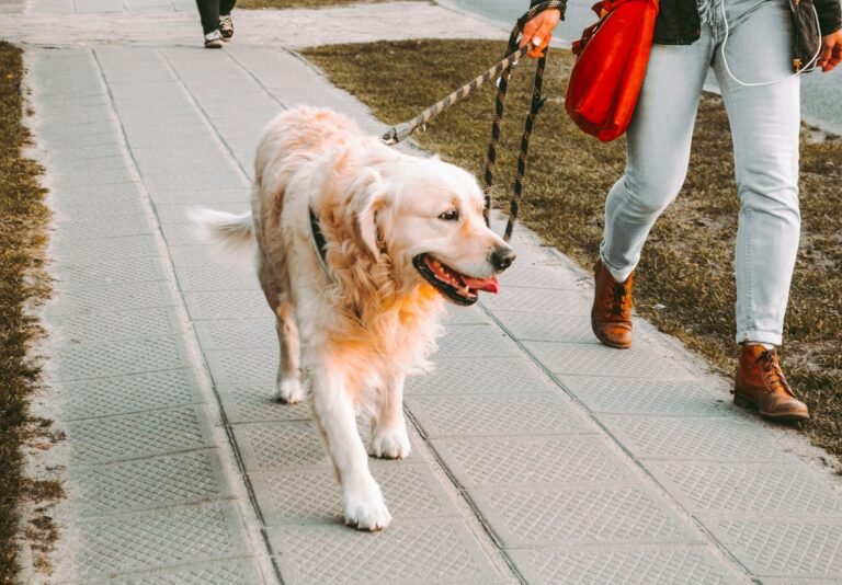 Perro paseando con correa por un camino