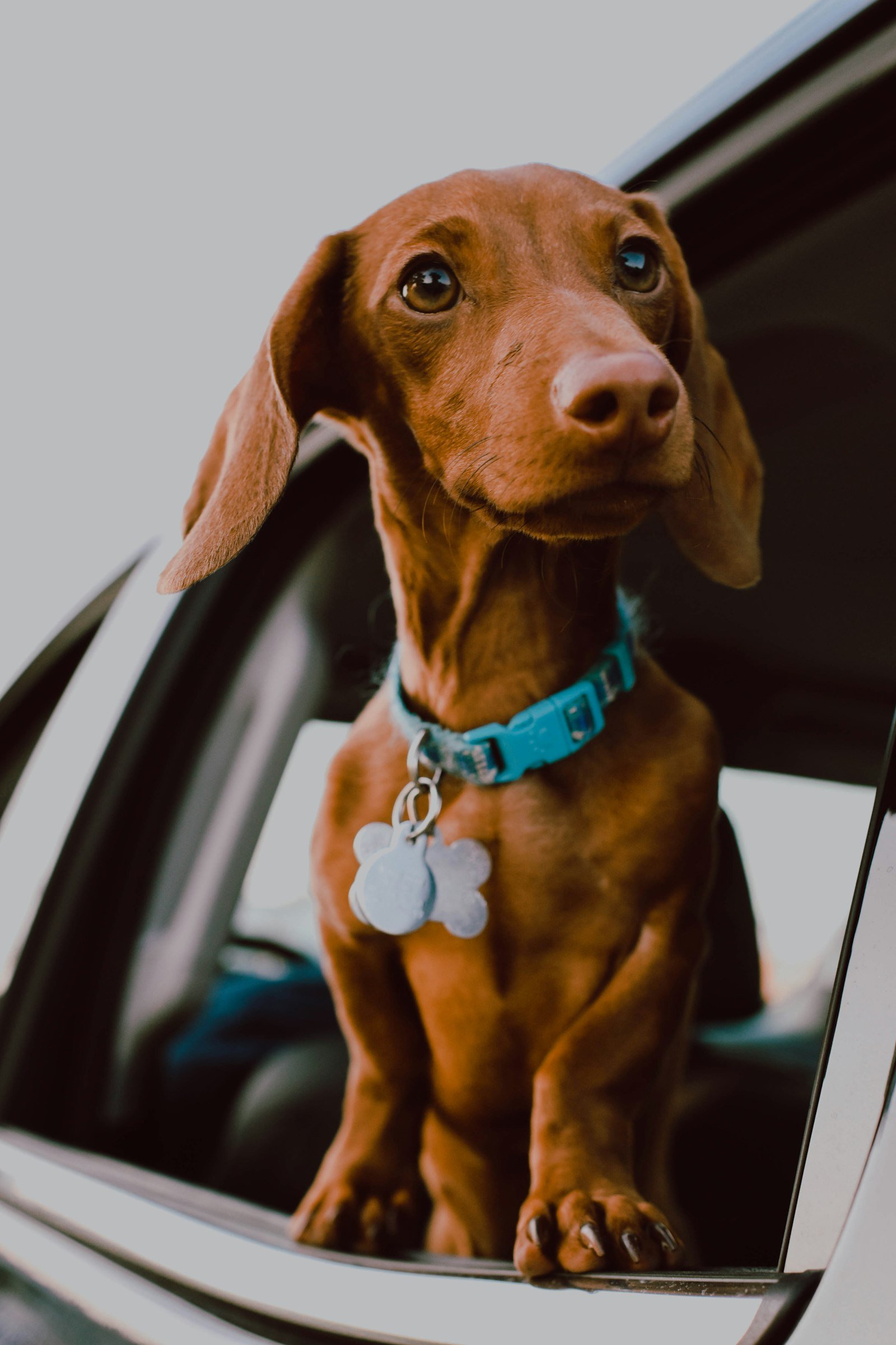 Perro asomado a la ventanilla del coche
