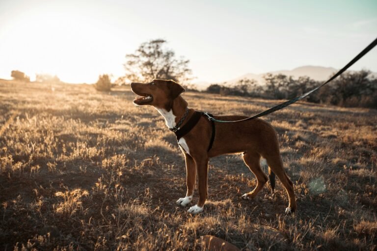 Perro en un campo seco bajo el sol