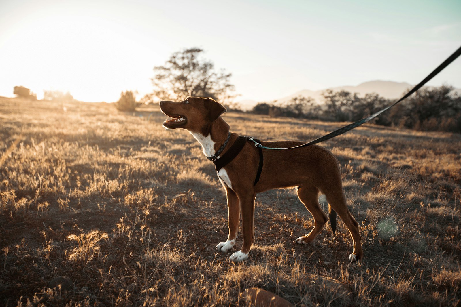 Perro en un campo seco bajo el sol