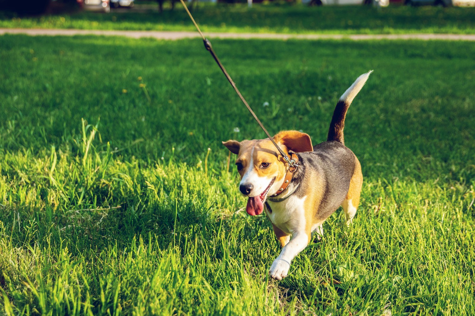 Perro corriendo con la correa por la hierba