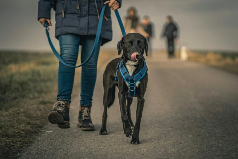 Persona paseando a un perro con correa