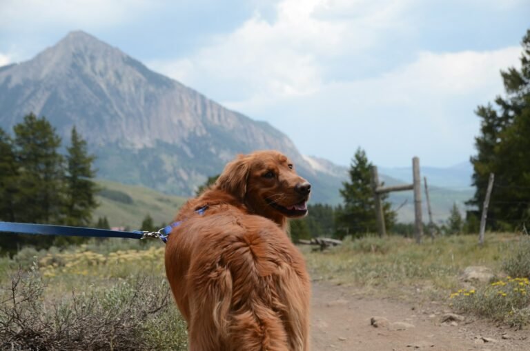 Perro en la montaña mirando el valle