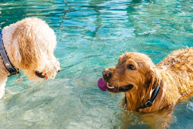 Perro aprendiendo a nadar en una piscina