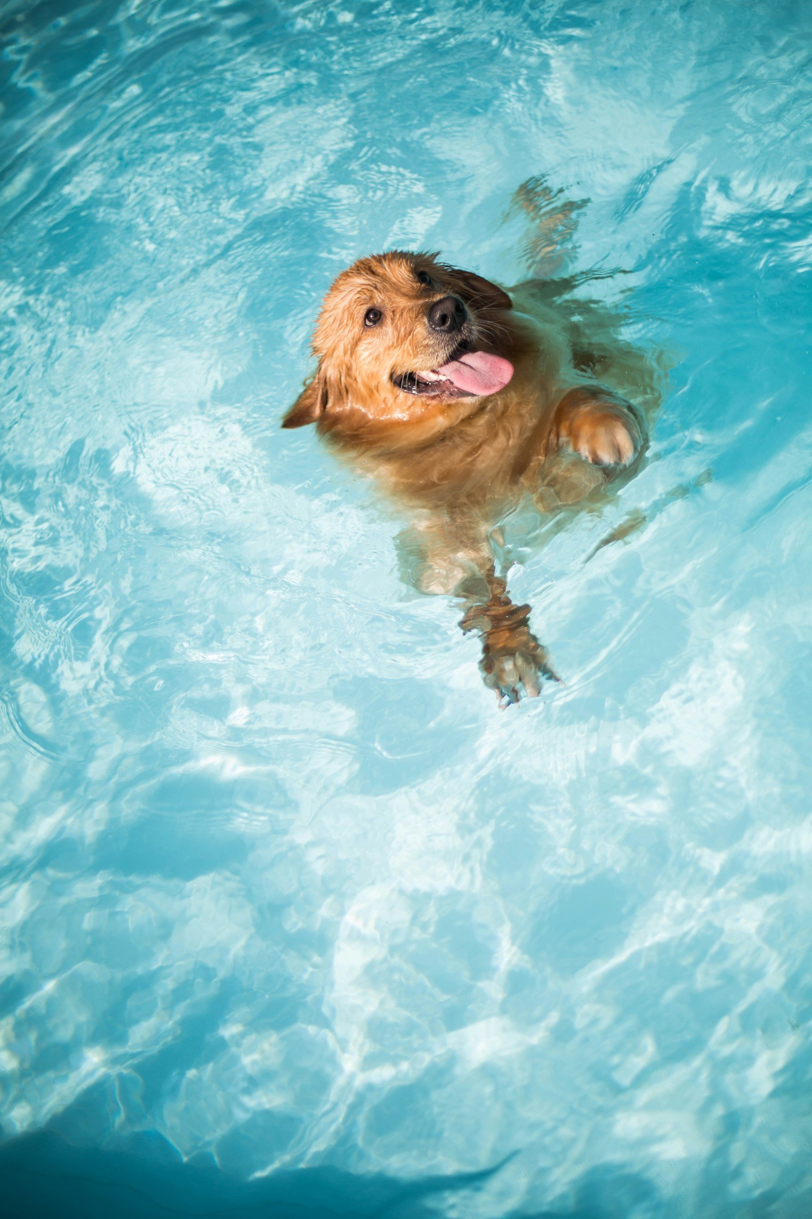 Perro nadando en el agua con la cabeza fuera