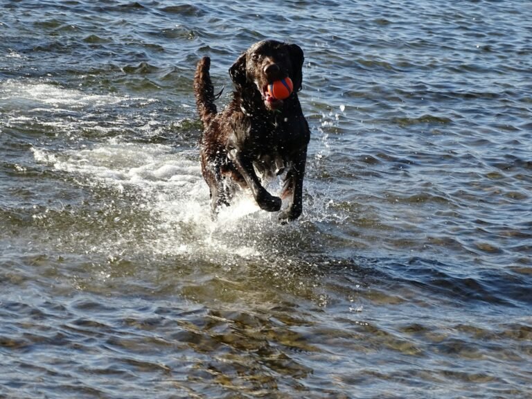 Perro corriendo por la orilla del mar