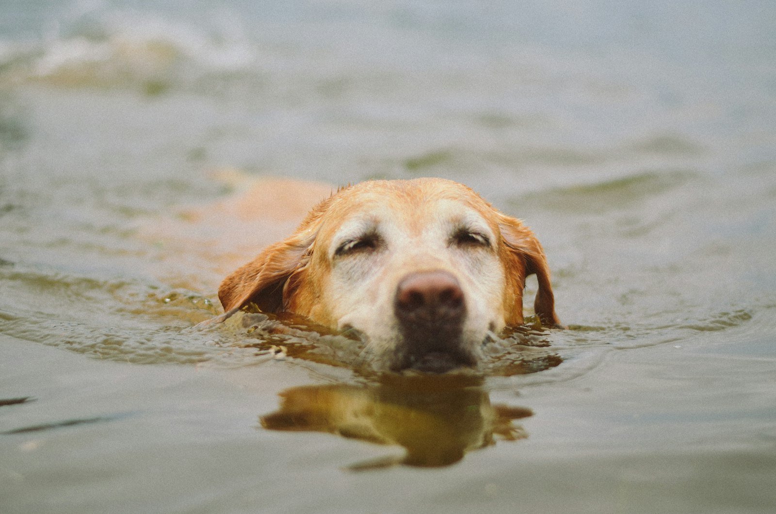 Labrador nadando con el hocico fuera del agua