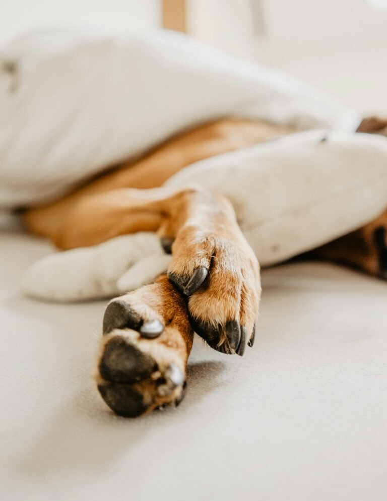 Perro durmiendo sobre una cama