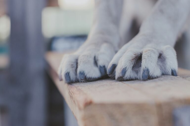 Patas de un perro apoyadas en un banco