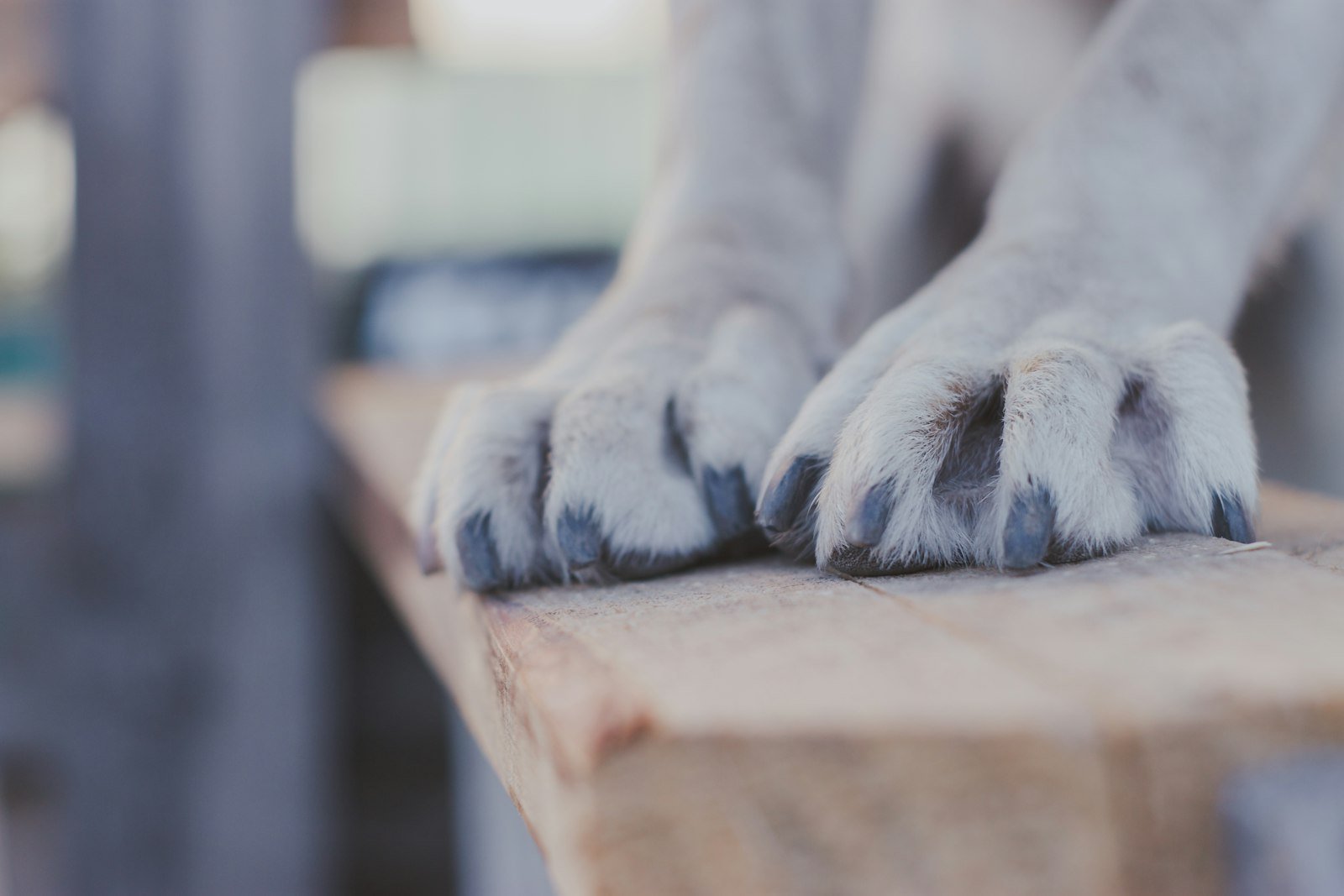 Patas de un perro apoyadas en un banco