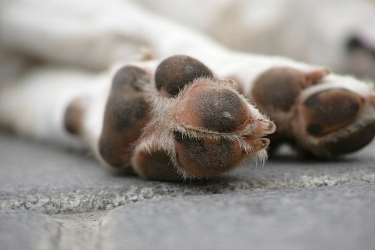 Primer plano de las almohadillas de un perro