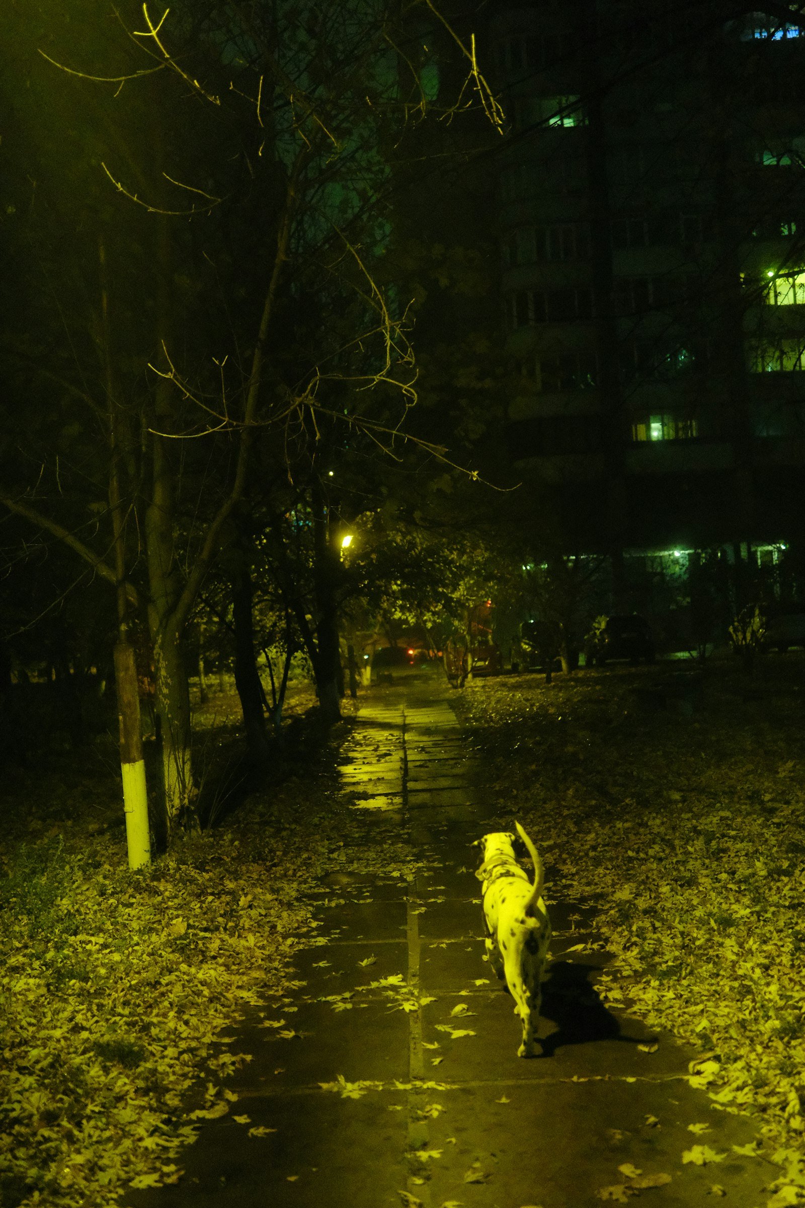 Parque de noche con poca luz